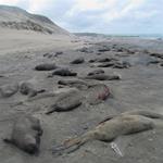 Extrema mortalidad de crías de elefante marino del sur en Península Valdés 
