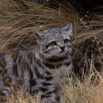 Inédito registro de gato andino en Neuquén