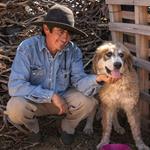 Resultados alentadores y más presencia de perros protectores de ganado para la conservación en la estepa patagónica