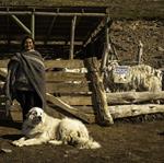 Al adoptar técnicas amigables con la fauna y la tierra, productores de Zapala mejoraron sus ventas de lana merino