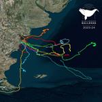 Avanza la 8° temporada de seguimiento satelital de ballenas francas en el Atlántico sur