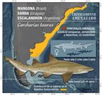 Presentan esfuerzos trinacionales para evitar la extinción del tiburón Escalandrún