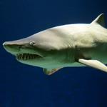 Hito para la protección global del tiburón escalandrún durante la COP14 de la CMS