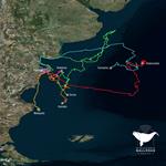 A través de tecnología satelital monitorean los recorridos de ballenas en el Atlántico sur