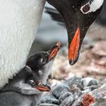 Día de los Pingüinos, carismáticos centinelas de la salud del Mar Argentino