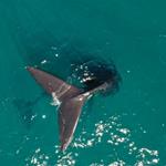 Comenzó la sexta temporada de seguimiento satelital de ballenas francas en el Atlántico Sur