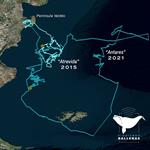 Inédito registró del viaje migratorio de una ballena franca austral en dos años diferentes