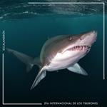 WCS lanza una estrategia de 10 años para preservar a los tiburones y rayas en peligro