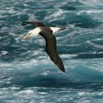 Anuncian proyecto colaborativo para proteger la biodiversidad marina patagónica, con apoyo de la Unión Europea