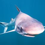 Se sancionó una ley de pesca deportiva para proteger a los tiburones en Río Negro