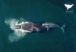 Culmina con éxito el seguimiento satelital de 23 ballenas francas en el Atlántico Sur