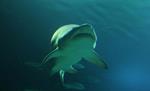 Científicos advierten sobre la necesidad de conservar a los tiburones del Mar Argentino