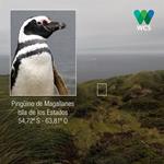 Descubren una nueva colonia de pingüinos de Magallanes