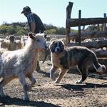 Perros protectores de ganado, aliados para la conservación de la estepa patagónica