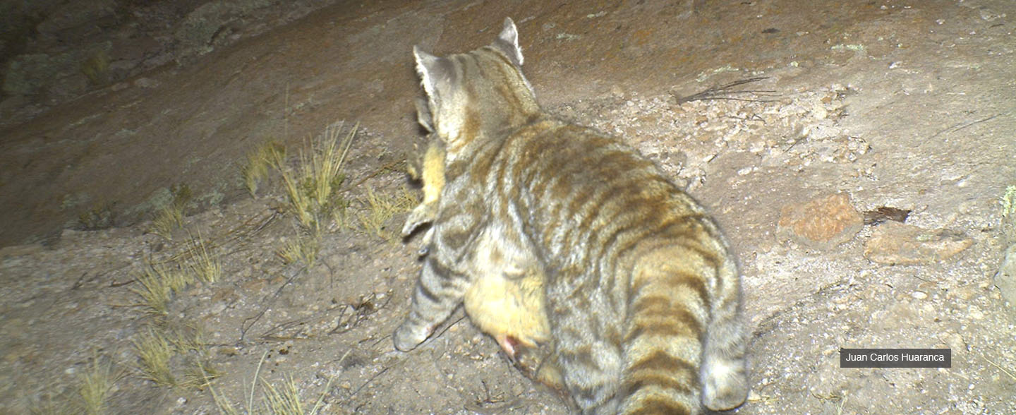 Wcs Argentina Vida Silvestre Gato Andino