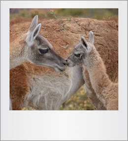 Guanacos