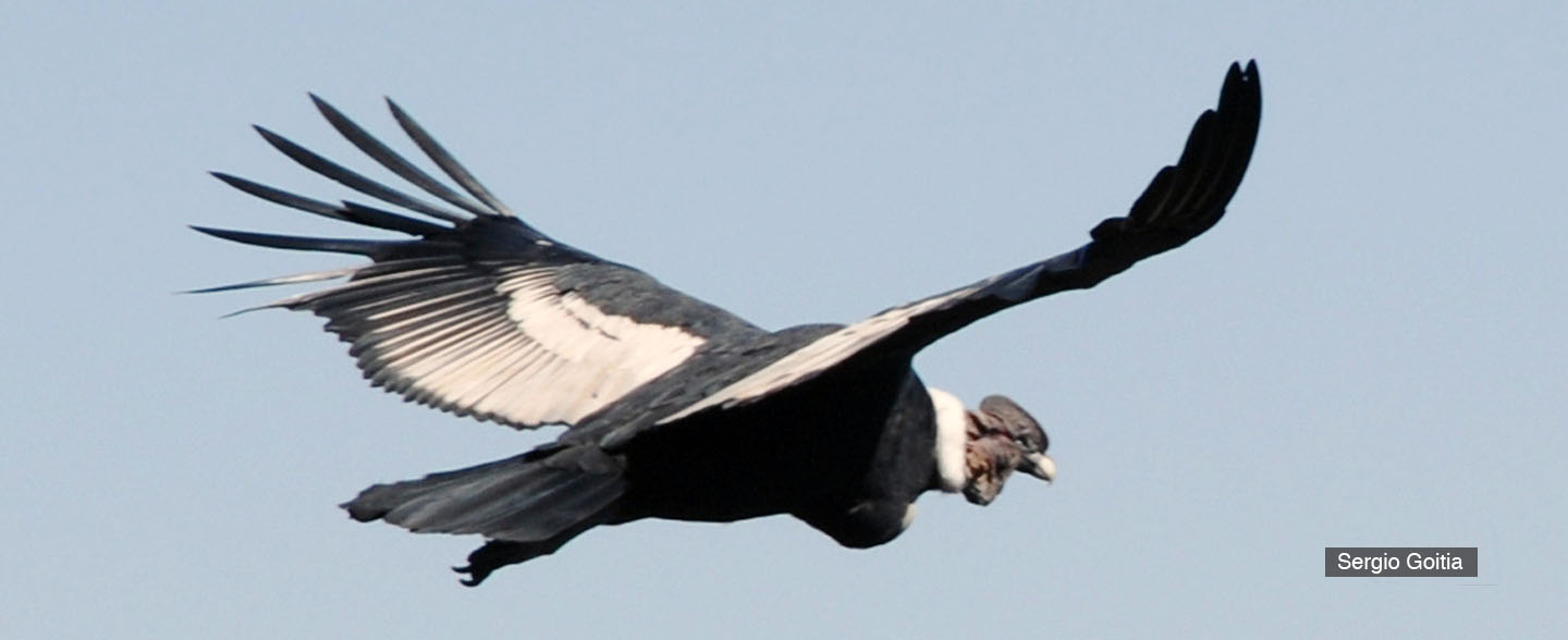 WCS Argentina > Wildlife > Andean Condor